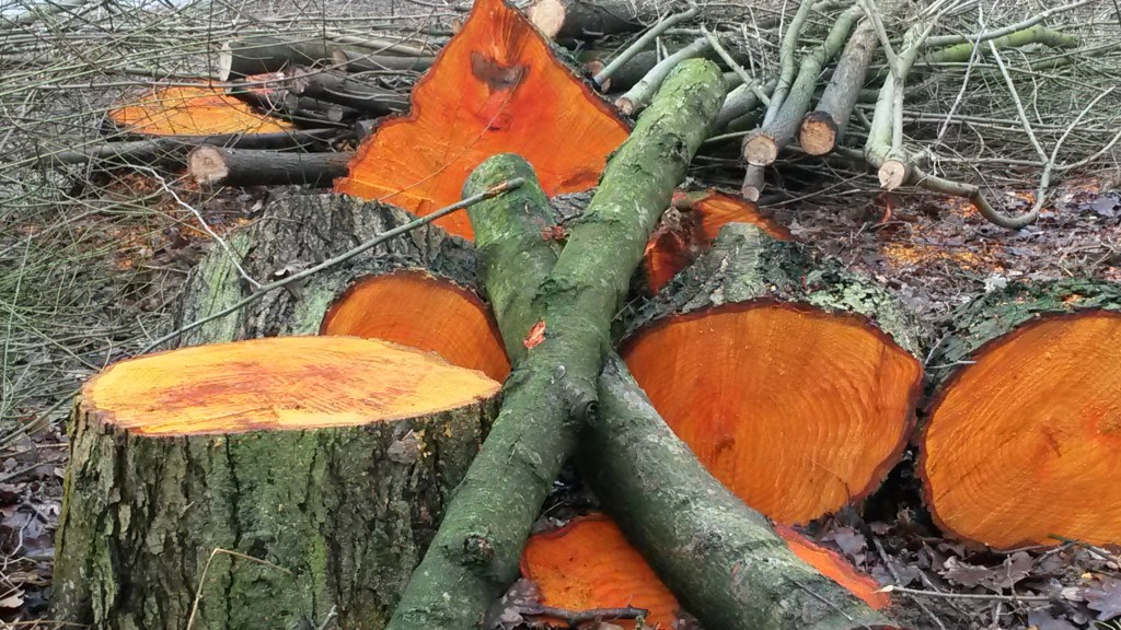 Salto paradoxale (für&nbsp;Verzagte)