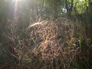 SANYO DIGITAL CAMERA