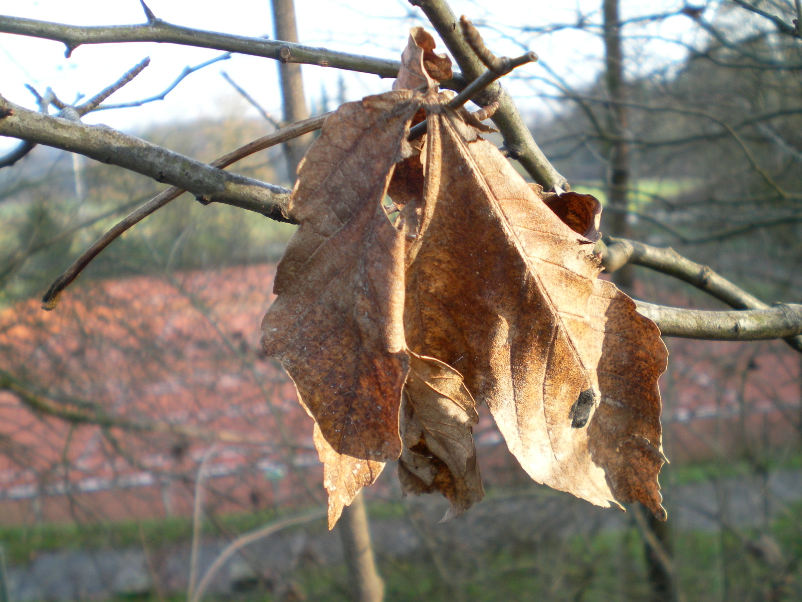 SANYO DIGITAL CAMERA