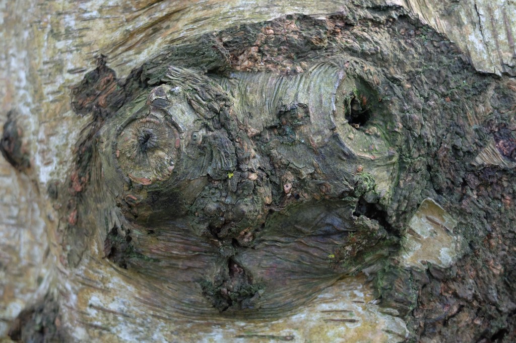 Läuse, diese Läuse…