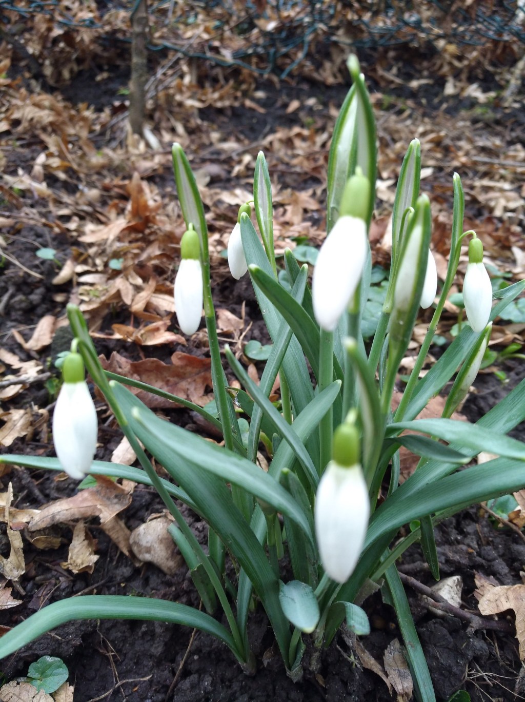 Chor-Gesang mittenmang