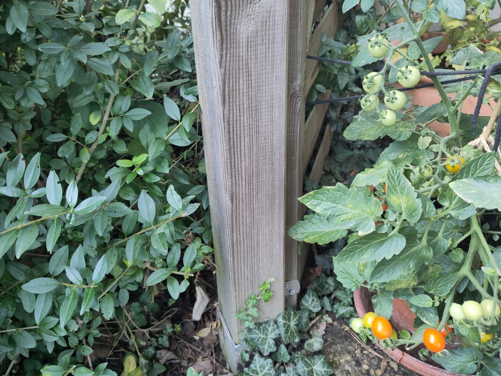 Tag 5: Der gemeine&nbsp;Liguster